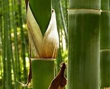 Big Bamboo Slot Theme