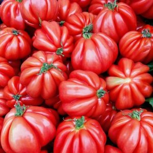 Wholesale Tomato Costoluto Fiorentino Bulk