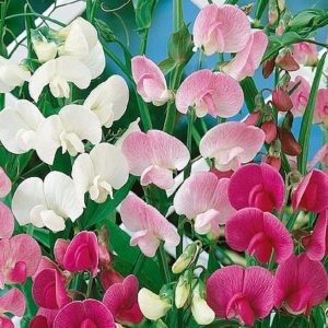 Wholesale Sweet Pea Latifolius Everlasting Pea Mix Herbaceous perennial climber, dying back in autumn and regrowing in spring.