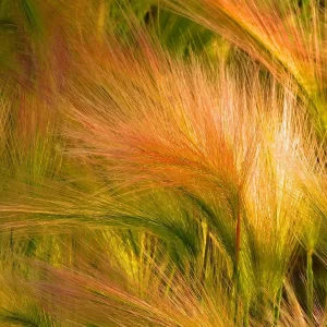 Wholesale Hordeum Jubatum Foxtail Barley Grass Bulk