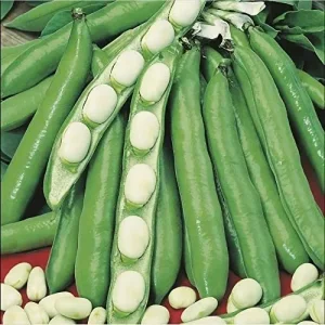 Wholesale Broad Beans Witkiem Manita Bulk