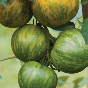 Tomato Green Zebra