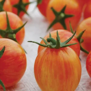 Tomato Sunrise Bumble Bee