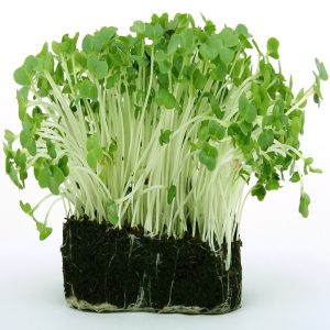 Wholesale Cress Common / Plain - Cress Seeds Bulk