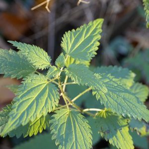 Products 47 Weedkiller