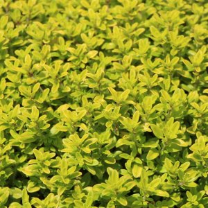 Thyme Golden Lemon Herb Plant 9cm pot Citriodorus Aurea