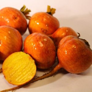 Beetroot F1 Bolodor
