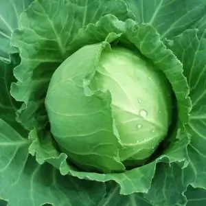 Wholesale Cabbage Brunswick Bulk