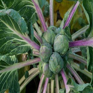 Wholesale Brussel Sprout Roodnerf Heirloom Variety Bulk