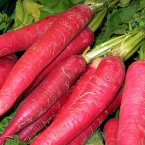 Wholesale Radish Candle of Fire Lungo Rosso Catalda Di Fuoco Bulk