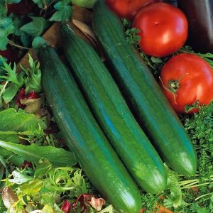 Wholesale Cucumber Telegraph Improved Bulk