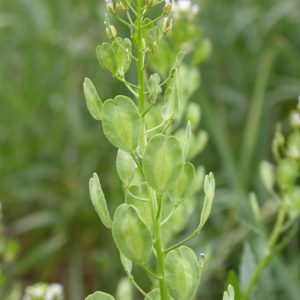 Wholesale Pennycress Thlaspi Arvense Wild Flower Bulk