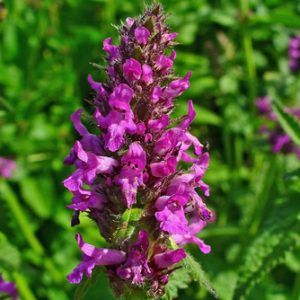 Wholesale Betony Wild Flower seeds Bulk