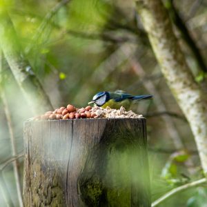 Products 1 Bird Feed