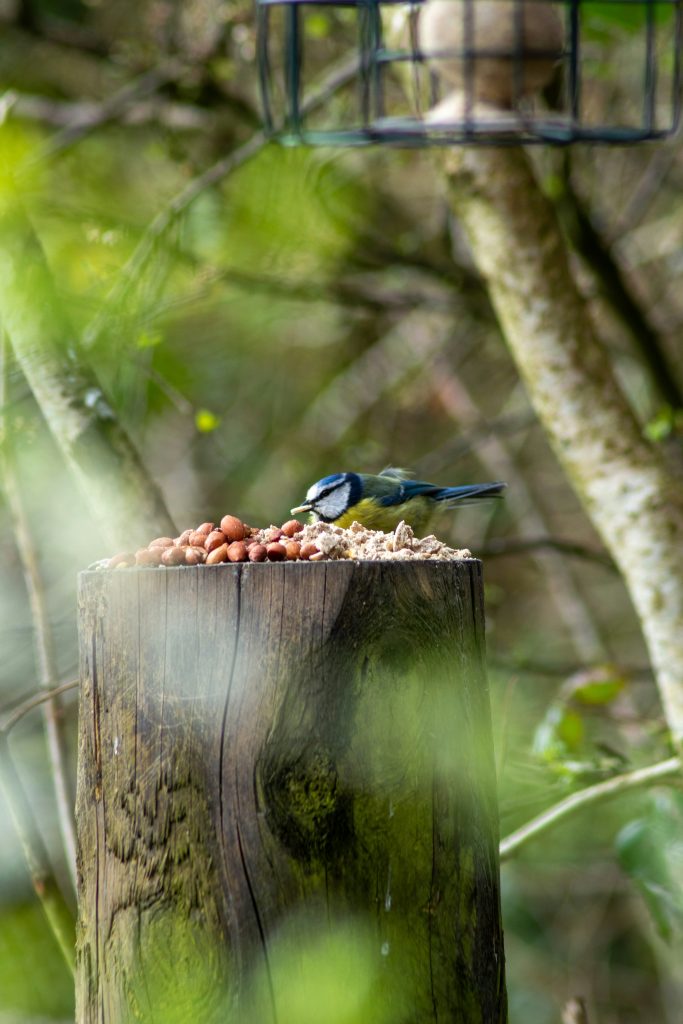 Bird Feed - Budget Seeds