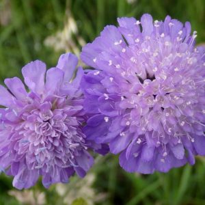Wholesale Field Scabious Knautia Arvensis Wild Flower seeds Wholesale
