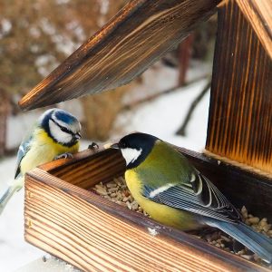 Products 7 Bird Feeders