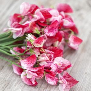 Wholesale Sweet Pea Old Spice America Bulk