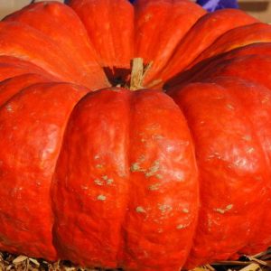 Wholesale Pumpkin Rouge Vif d'Etampes Pumpkin Very Large Bulk