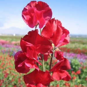 Wholesale Sweet Pea Spencer Winston Churchill Bulk