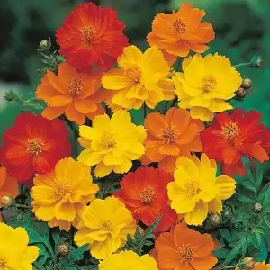 Wholesale Cosmos Sulphureus
