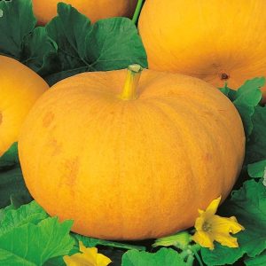 Wholesale Pumpkin GELE REUZEN Pumpkin ENORMOUS upto 50kg Bulk