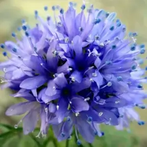 Wholesale Blue Thimble Flower Gilia Capitata Queen Anne’s Thimbles Bulk