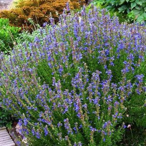 Wholesale Hyssop or Hyssopus officinalis