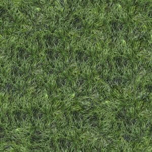 Bermuda Grass Seed