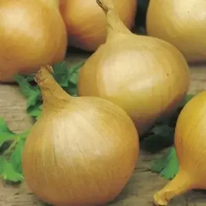 Wholesale Onion Sturon Seeds