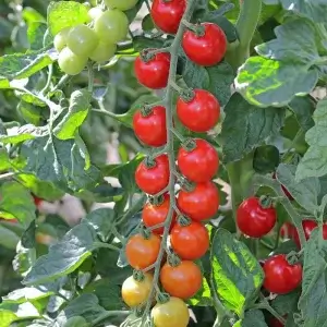 Tomato F1 Toddler Seeds