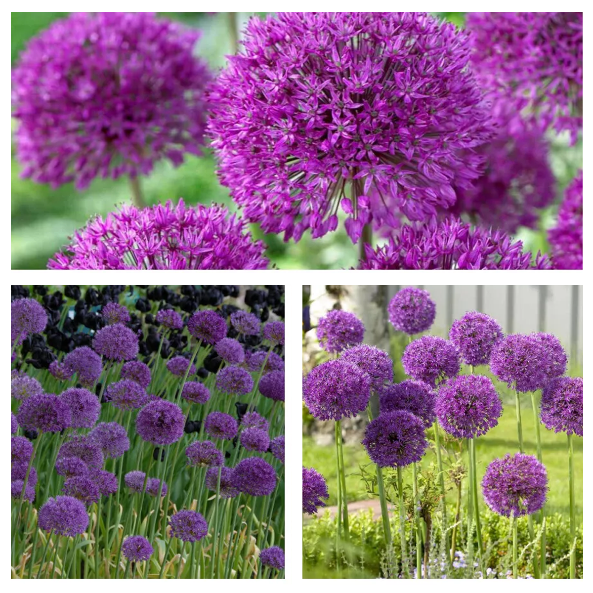 Allium Purple Sensation Bulbs 5 Pack - Budget Seeds