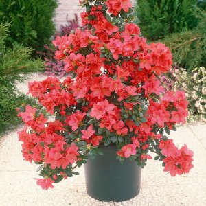 Azalea japonica Diamond Red Plant COLLECTION ONLY
