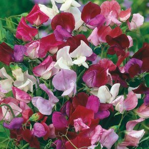 Wholesale Sweet Pea Old Spice Mixed Bulk