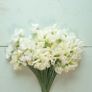 Wholesale Sweet Pea Spencer Creamy Ice-Cream Highly Scented Bulk
