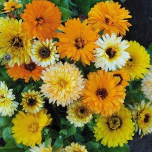 Wholesale Calendula Fiesta Dwarf Gitana Mixed Bulk