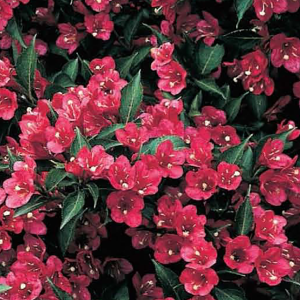 Weigela Bristol Ruby Bare root shrub