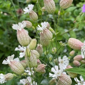 Wholesale Bladder Campion Silene Vulgaris Bulk