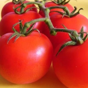 Wholesale Tomato Ailsa Craig Seeds