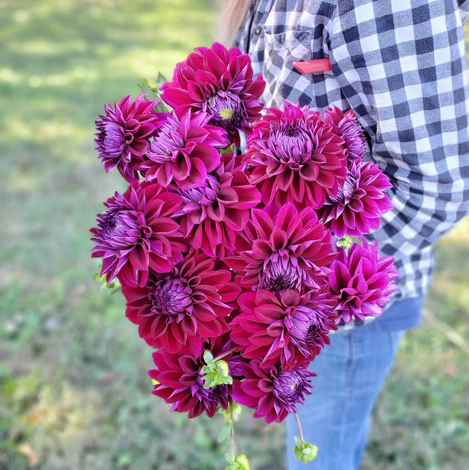 Dacazia (Purple)