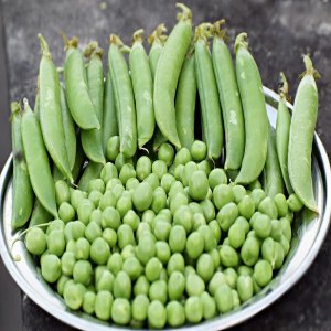 Tray of Peas 20 cells with a minimum 1 plant per cell ready to plant out COLLECTION ONLY