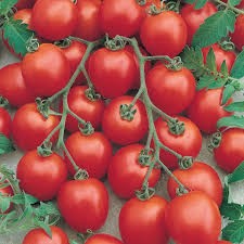 Tomato Bite Size Super Sweet Bite sized Tomato