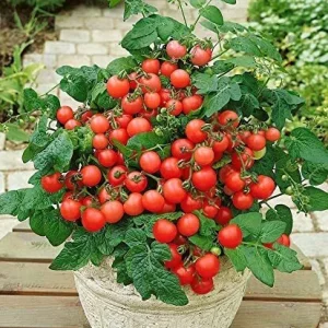 Tomato Minibel Seeds