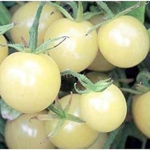 Tomato White Cherry Seeds