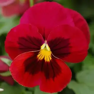 Viola Swiss Giants Red Wing