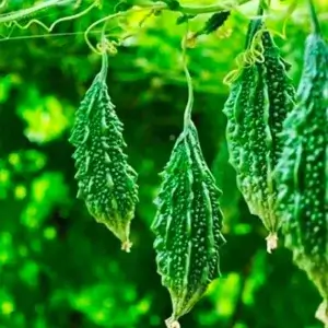 Bitter Gourd Karela Seeds Korola Bici Corola Seeds Bitter Melon