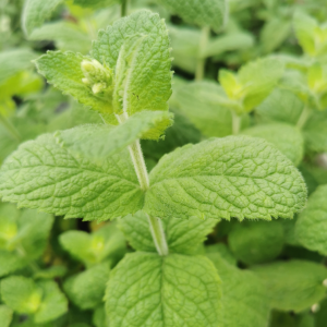 Apple Mint Plant