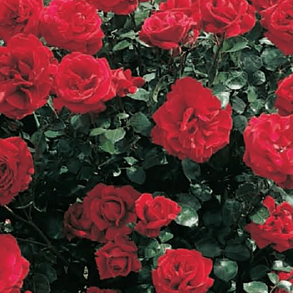 Climbing Rose Pauls Scarlet Climber Bare root plant Fragrant Rose ...