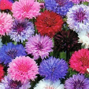 Wholesale Cornflower Tall Double Ball Mixture Cornflower Centaurea Cyanus Bulk