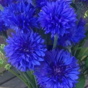 Wholesale Cornflower Tall Double Blue Ball Cornflower Centaurea Cyanus Bulk